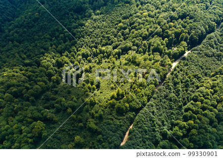 Top down flat aerial view of dark lush forest with green trees canopies in summer. 99330901