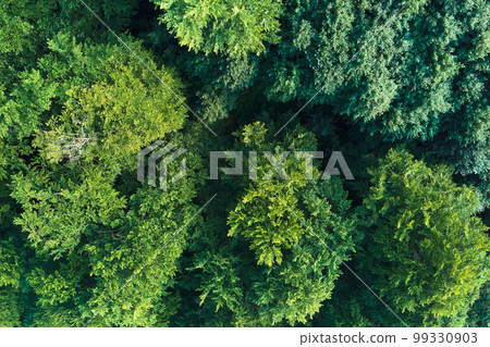 Top down flat aerial view of dark lush forest with green trees canopies in summer. Top down flat aerial view of dark lush forest with green trees canopies in summer. 99330903