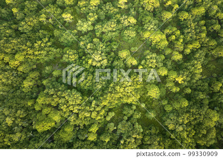 Top down flat aerial view of dark lush forest with green trees canopies in summer 99330909