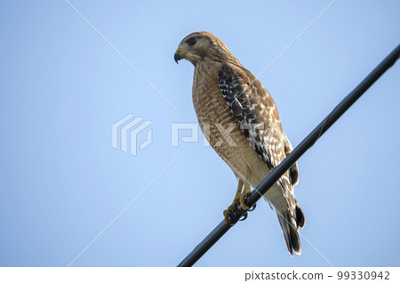 The red-shouldered hawk bird perching on electric cable looking for prey to hunt The red-shouldered hawk bird perching on electric cable looking for prey to hunt 99330942