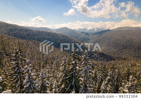 Pine trees covered with fresh fallen snow in winter mountain forest on cold bright day. Pine trees covered with fresh fallen snow in winter mountain forest on cold bright day. 99331304