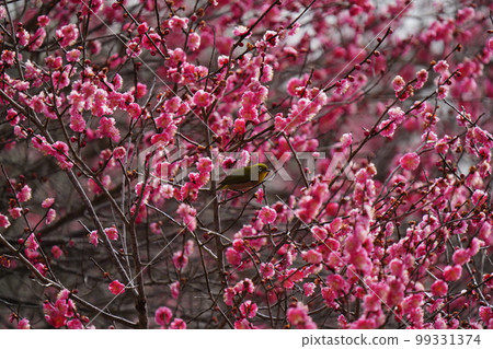 白眼為梅花盛開的甘露而來 白眼為梅花盛開的甘露而來 99331374