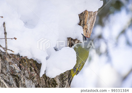 北海道冬天的山蓋拉。 99331384