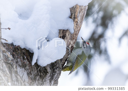 Yamagera in winter in Hokkaido. Yamagera in winter in Hokkaido. 99331385