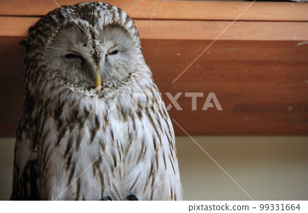 sleepy owl sleepy owl 99331664