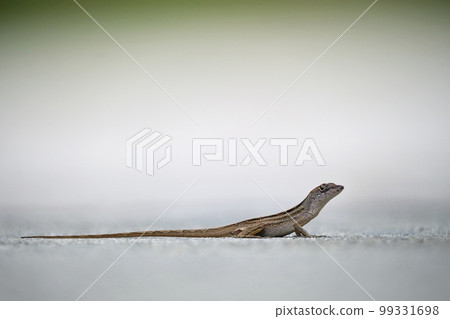 Macro closeup of blown alone lizard warming on summer sun. Anolis sagrei small reptile in native to Florida USA Macro closeup of blown alone lizard warming on summer sun. Anolis sagrei small reptile in native to Florida USA 99331698