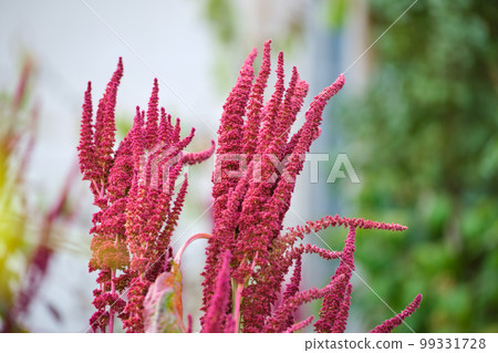 Indian red amaranth plant growing in summer garden. Leaf vegetable, cereal and ornamental plant, source of proteins and amino acids. Indian red amaranth plant growing in summer garden. Leaf vegetable, cereal and ornamental plant, source of proteins and amino acids. 99331728