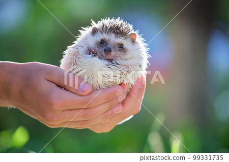 Human hands holding little african hedgehog pet outdoors on summer day. Keeping domestic animals and caring for pets concept. Human hands holding little african hedgehog pet outdoors on summer day. Keeping domestic animals and caring for pets concept. 99331735