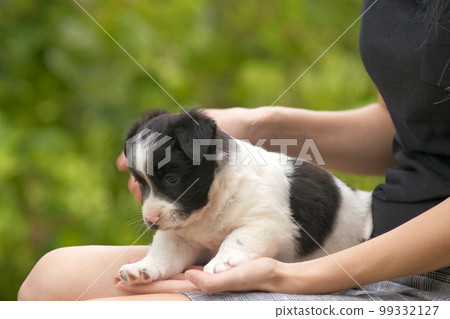 Close up of a woman holding small puppy on her lap. 99332127