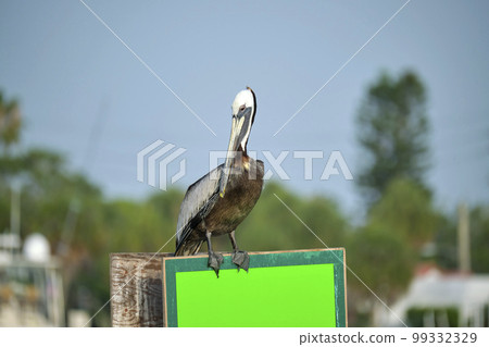 Big brown pelican perched on bright board sign on sunny summer day on tropical trees background 99332329