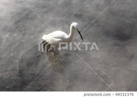 A small heron in the morning mist of Lake Kinrinko 99332376