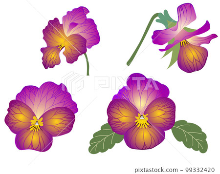 pansies in bright colors 99332420