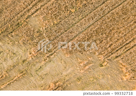 Aerial view of ripe farm field ready for harvesting with fallen down broken by wind wheat heads. Damaged crops and agriculture failure concept. Aerial view of ripe farm field ready for harvesting with fallen down broken by wind wheat heads. Damaged crops and agriculture failure concept. 99332718