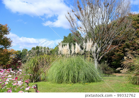 Pampasgrass Hanabo 99332762