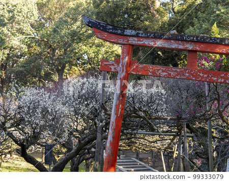 神社的梅花和鳥居風景 99333079