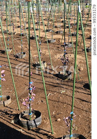 Plant production area Minuma Ward, Saitama City 99333179