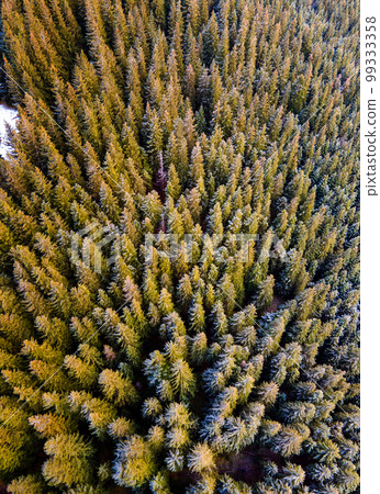 Aerial view of dense green pine forest with canopies of spruce trees in autumn mountains. 99333358