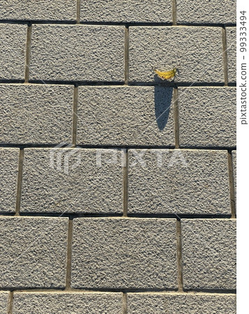 人行道上一片落葉的影子 99333494