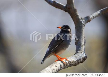 熟悉的鳥類(棲息在樹枝上的冬季八哥) 熟悉的鳥類(棲息在樹枝上的冬季八哥) 99333555