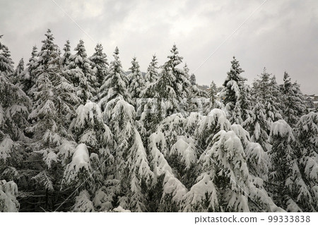Aerial foggy landscape with evergreen pine trees covered with fresh fallen snow during heavy snowfall in winter mountain forest on cold quiet day Aerial foggy landscape with evergreen pine trees covered with fresh fallen snow during heavy snowfall in winter mountain forest on cold quiet day 99333838