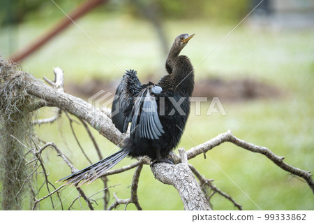 A big anhinga bird resting on tree branch in Florida wetlands 99333862