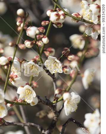 蜜蜂採蜜於梅花 99334309