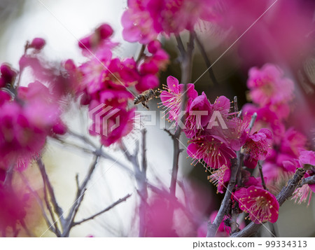 A bee collecting nectar from plum blossoms A bee collecting nectar from plum blossoms 99334313