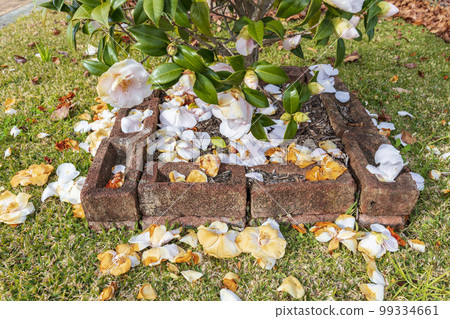 Large flowers lying on the ground near brown bricks 99334661