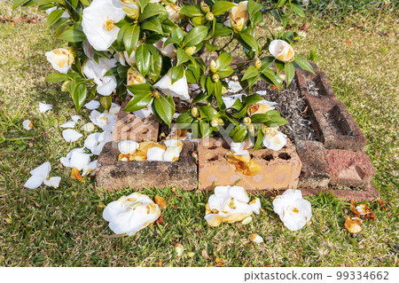 Large flowers lying on the ground near brown bricks 99334662