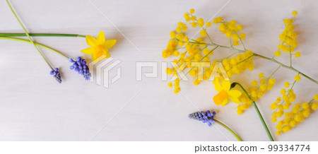 Mimosa and daffodil frame on white background, spring flowers header, gardening 99334774