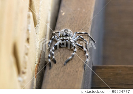 Photograph of a Huntsman Spider resting on a wooden floor 99334777