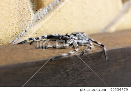 Photograph of a Huntsman Spider resting on a wooden floor 99334779