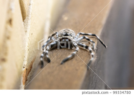 Photograph of a Huntsman Spider resting on a wooden floor 99334780