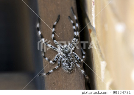 Photograph of a Huntsman Spider resting on a wooden floor 99334781