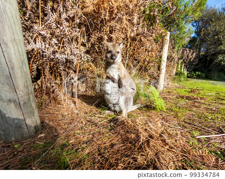 Photograph of a Wallaby joey on King Island in Tasmania 99334784