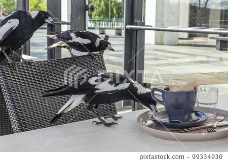 Photograph of Magpies on a cafe table Photograph of Magpies on a cafe table 99334930