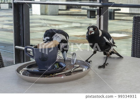 Photograph of Magpies on a cafe table Photograph of Magpies on a cafe table 99334931