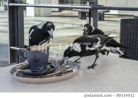 Photograph of Magpies on a cafe table 99334932