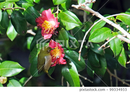 梅羅吮吸山茶花蜜 梅羅吮吸山茶花蜜 99334933