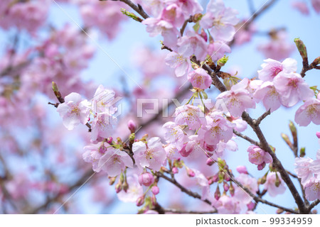 Ito Komuro cherry blossoms blooming at Sakatani Roadside Station in Nichinan City 99334959