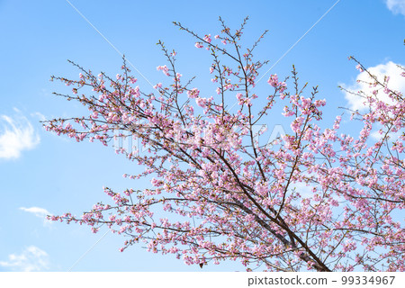 Ito Komuro cherry blossoms blooming at Sakatani Roadside Station in Nichinan City 99334967
