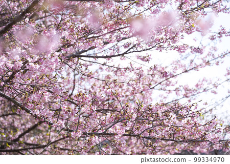 Ito Komuro cherry blossoms blooming at Sakatani Roadside Station in Nichinan City 99334970