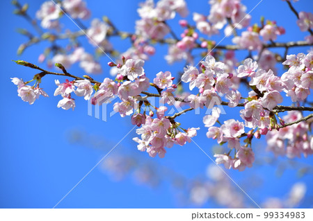 Ito Komuro cherry blossoms blooming at Sakatani Roadside Station in Nichinan City 99334983