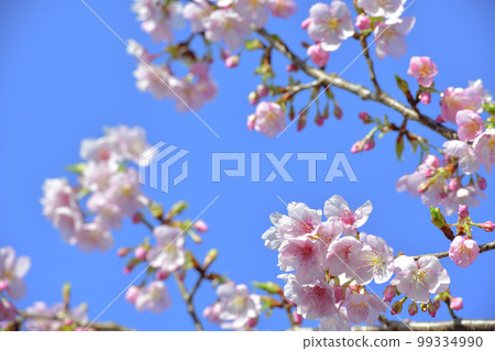 Ito Komuro cherry blossoms blooming at Sakatani Roadside Station in Nichinan City 99334990