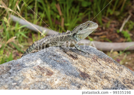 Photograph of a small monitor lizard in the sunshine Photograph of a small monitor lizard in the sunshine 99335198