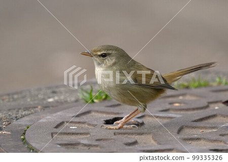 Warbler posing on a manhole cover 99335326