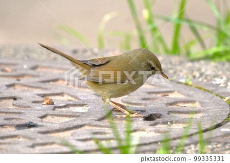 一隻鶯正在調查出入孔通風口 一隻鶯正在調查出入孔通風口 99335331