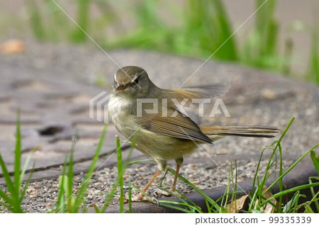 Warbler posing on a manhole cover 99335339