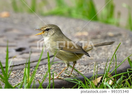 Warbler posing on a manhole cover 99335340