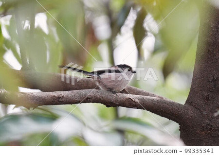 Long-tailed moth perching on a branch 99335341
